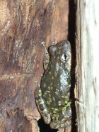 Scinax nasicus